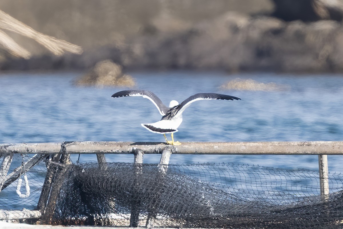 Black-tailed Gull - ML630437446