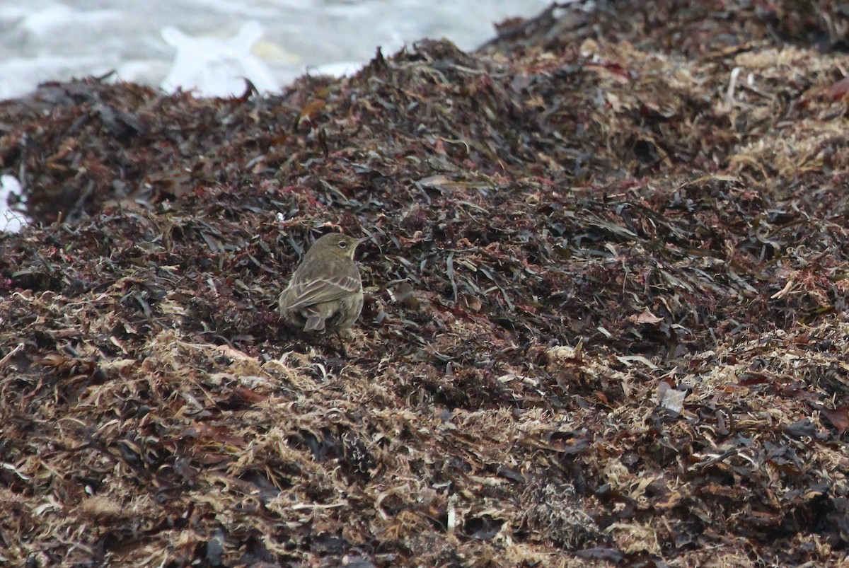 Pipit maritime - ML630437459