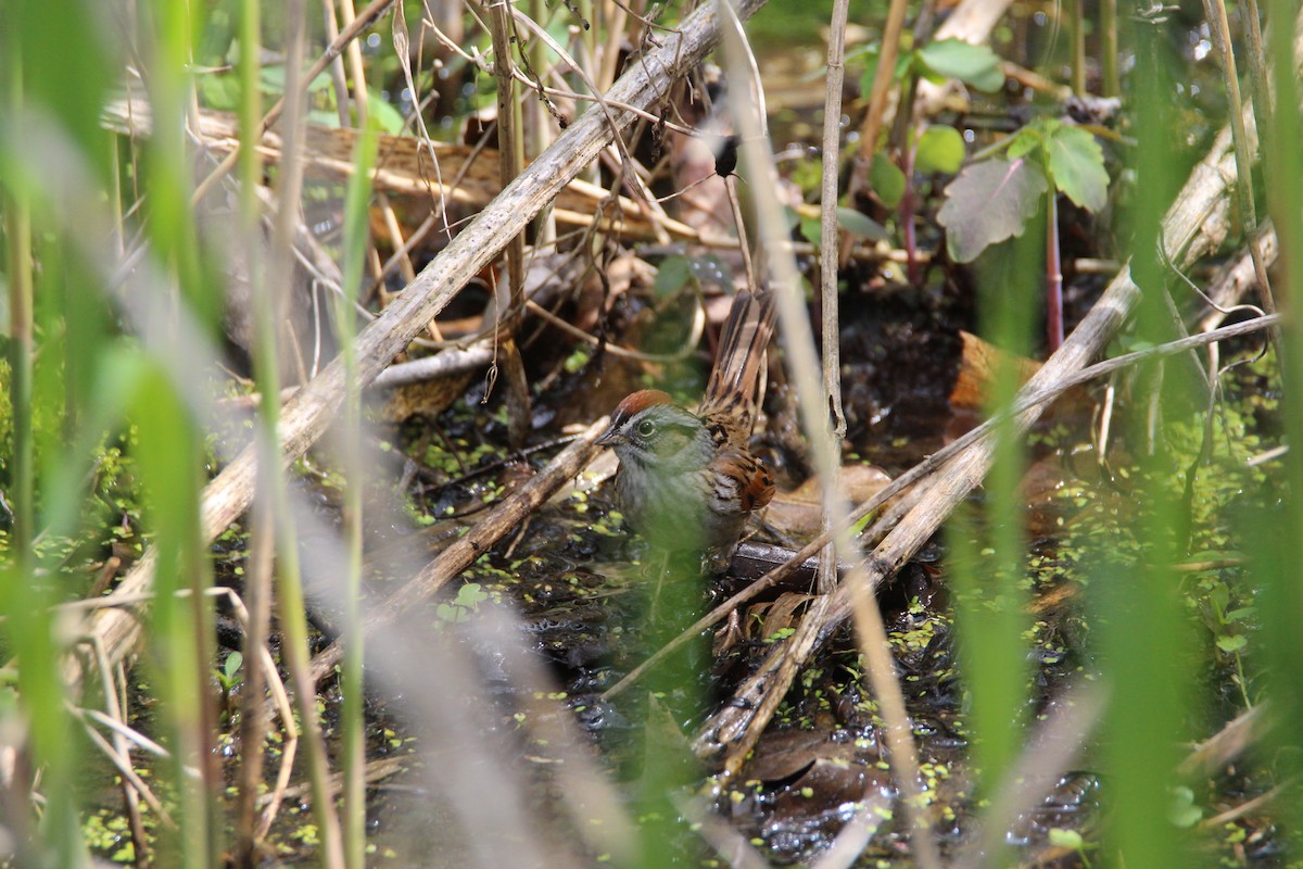 Swamp Sparrow - ML630437461