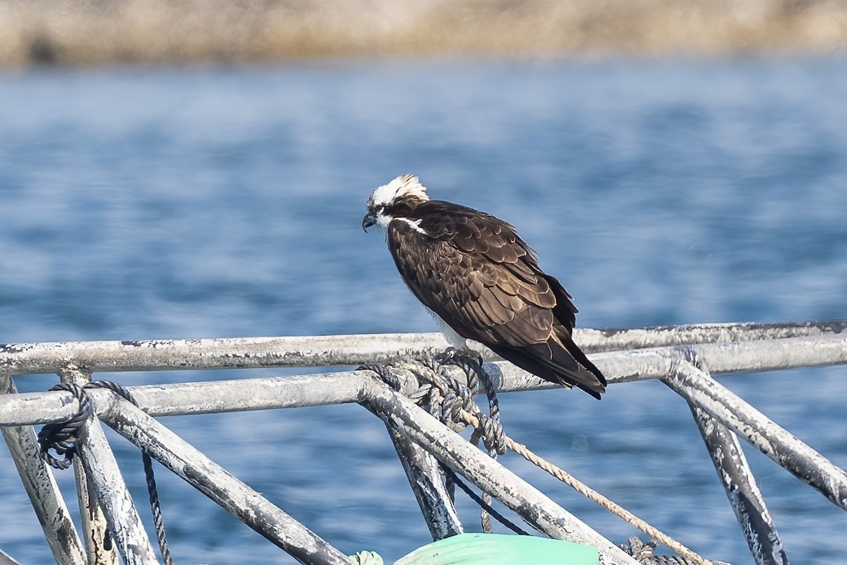 Osprey - ML630437464