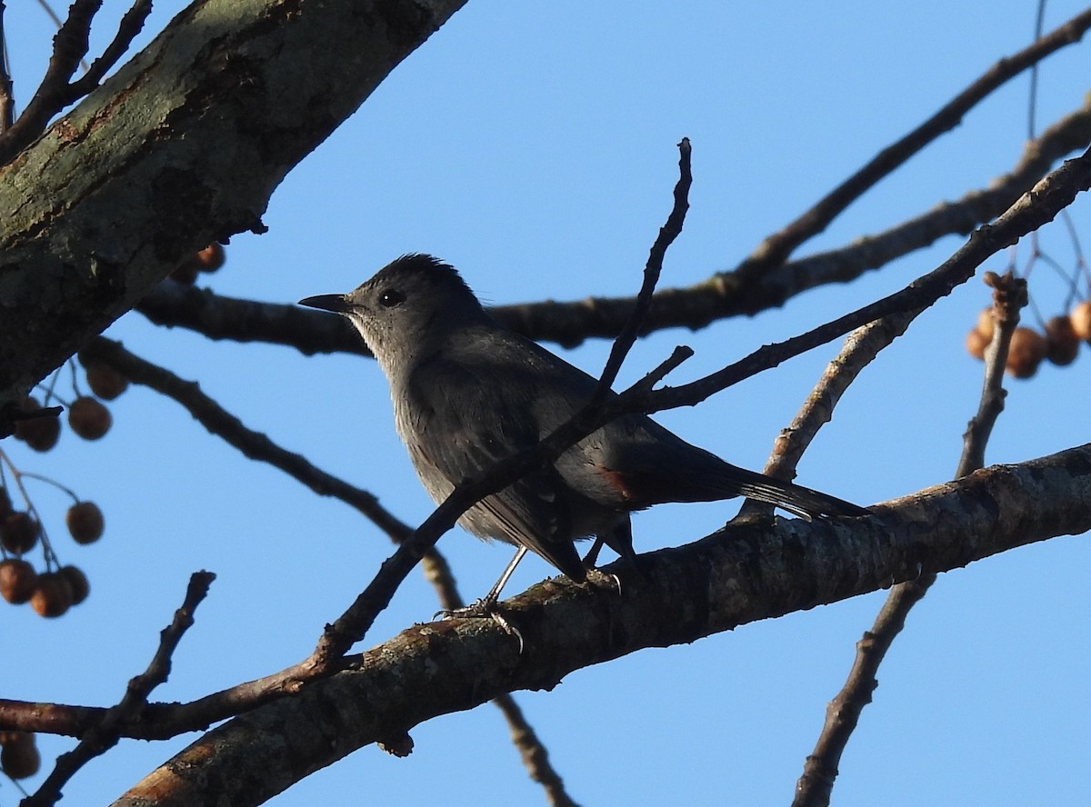 Gray Catbird - ML630437466