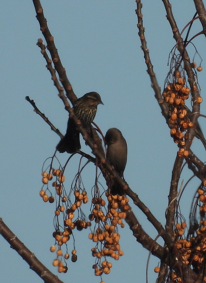 Red-winged Blackbird - ML630437564