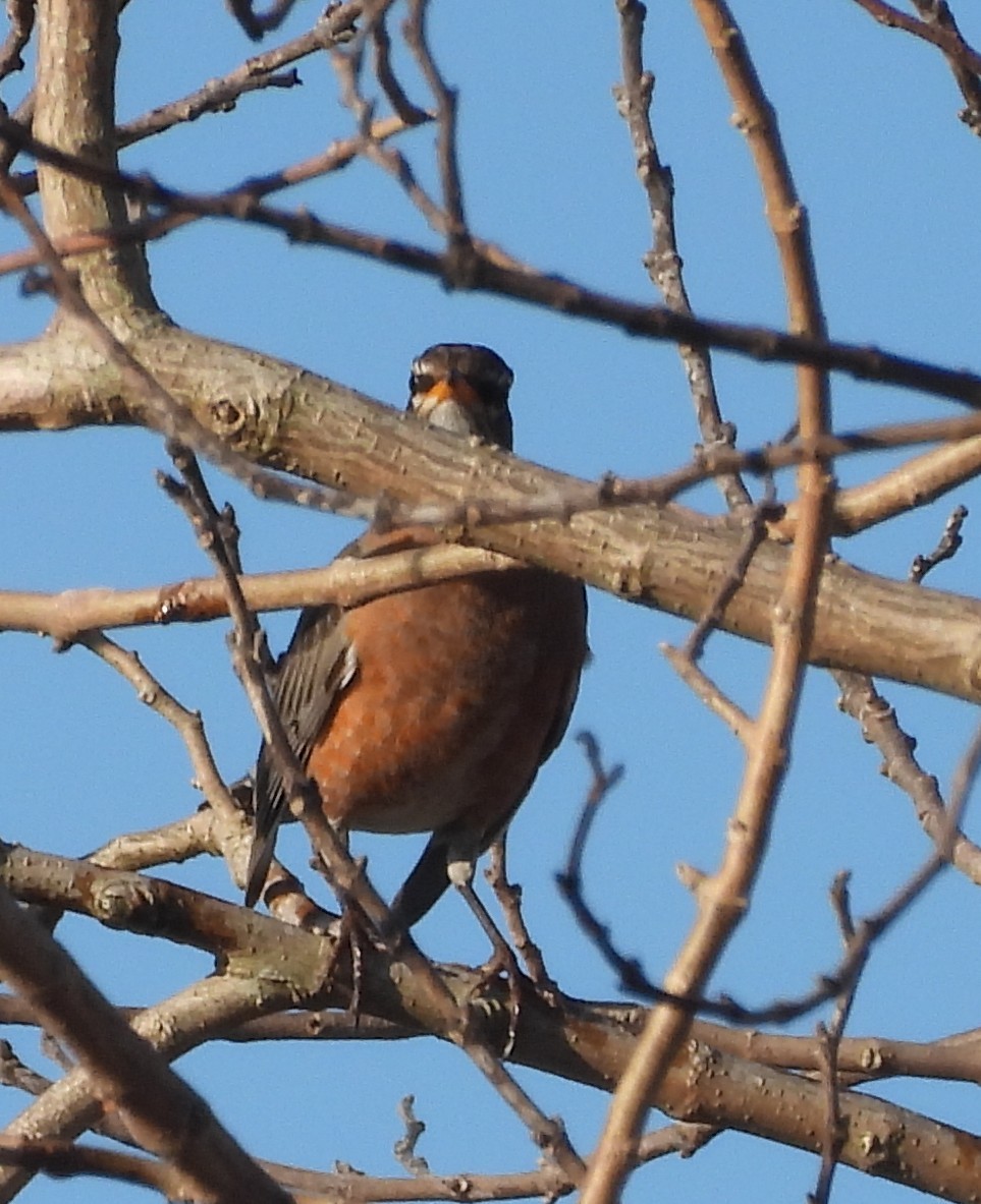 American Robin - ML630437646