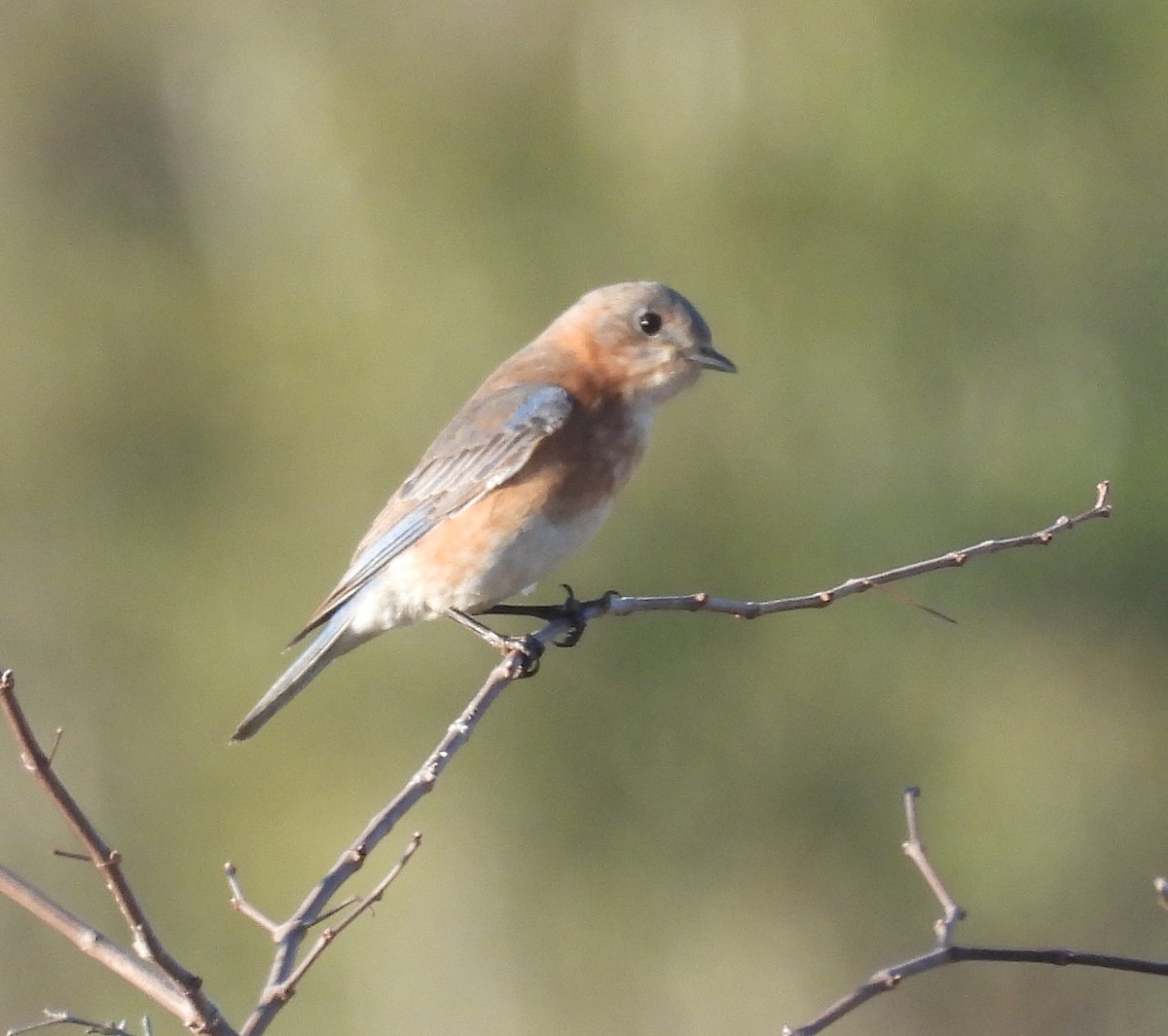 Eastern Bluebird - ML630437705