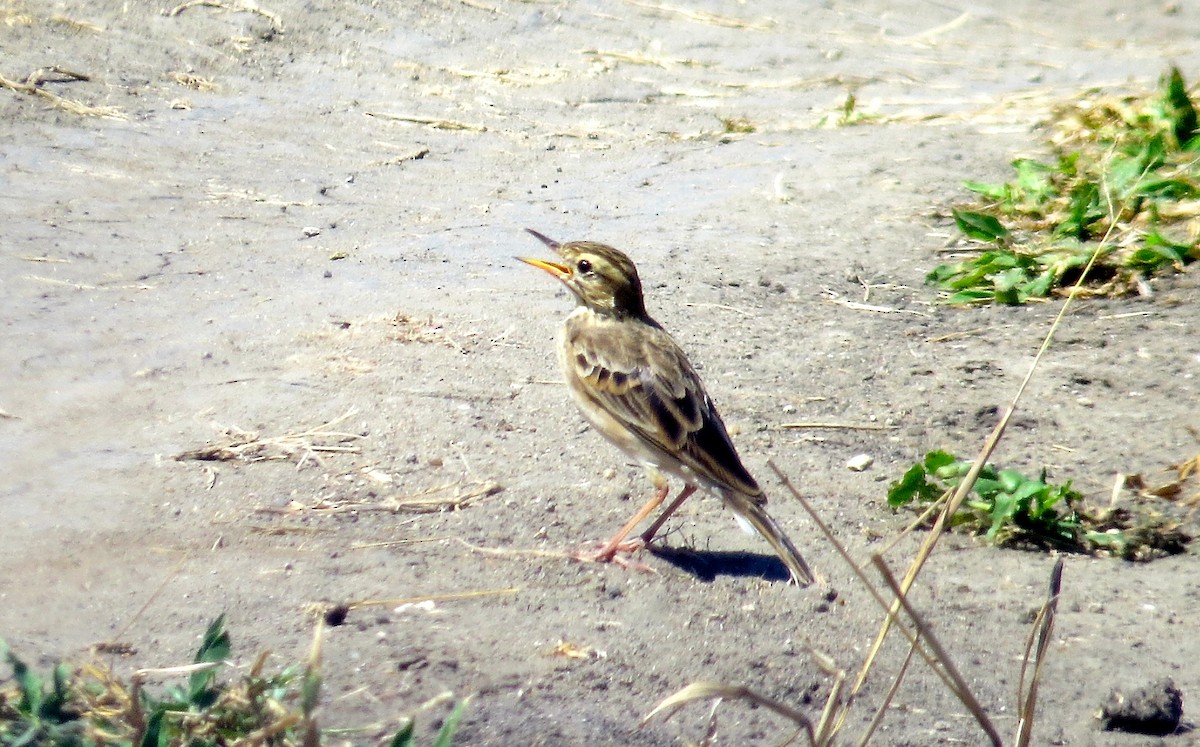 African Pipit - ML63043781