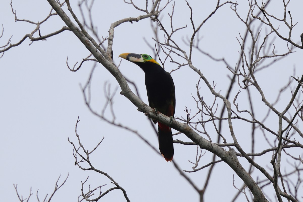 Gould's Toucanet - ML630437820