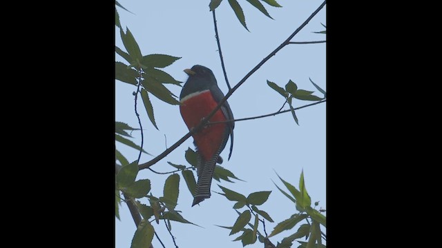 Collared Trogon (Xalapa) - ML630437862