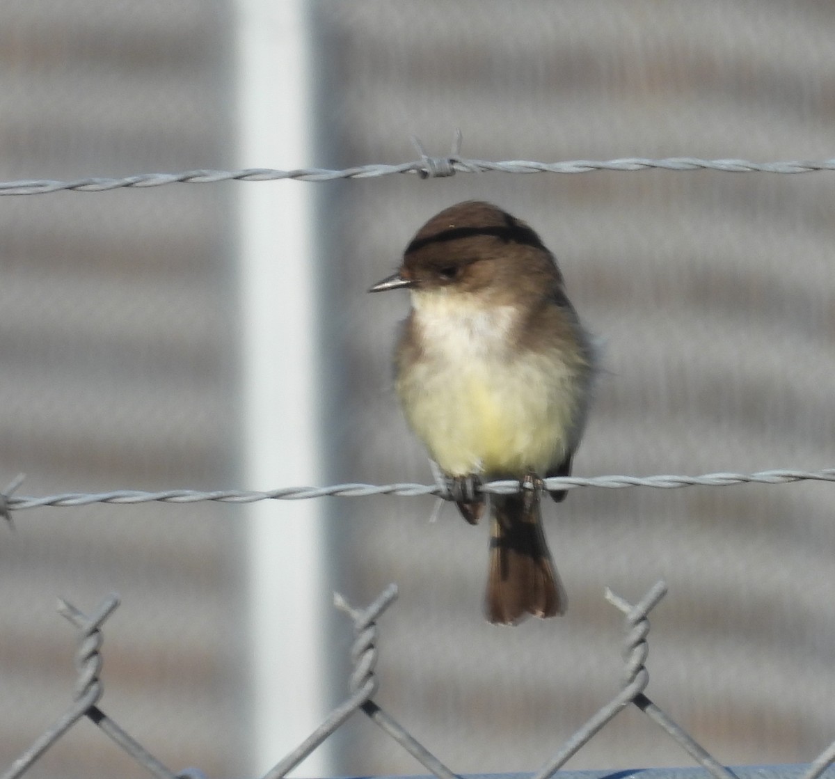 Eastern Phoebe - ML630437980