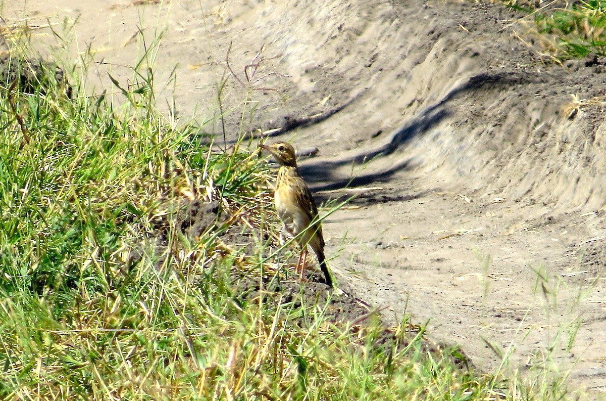 African Pipit - ML63043801
