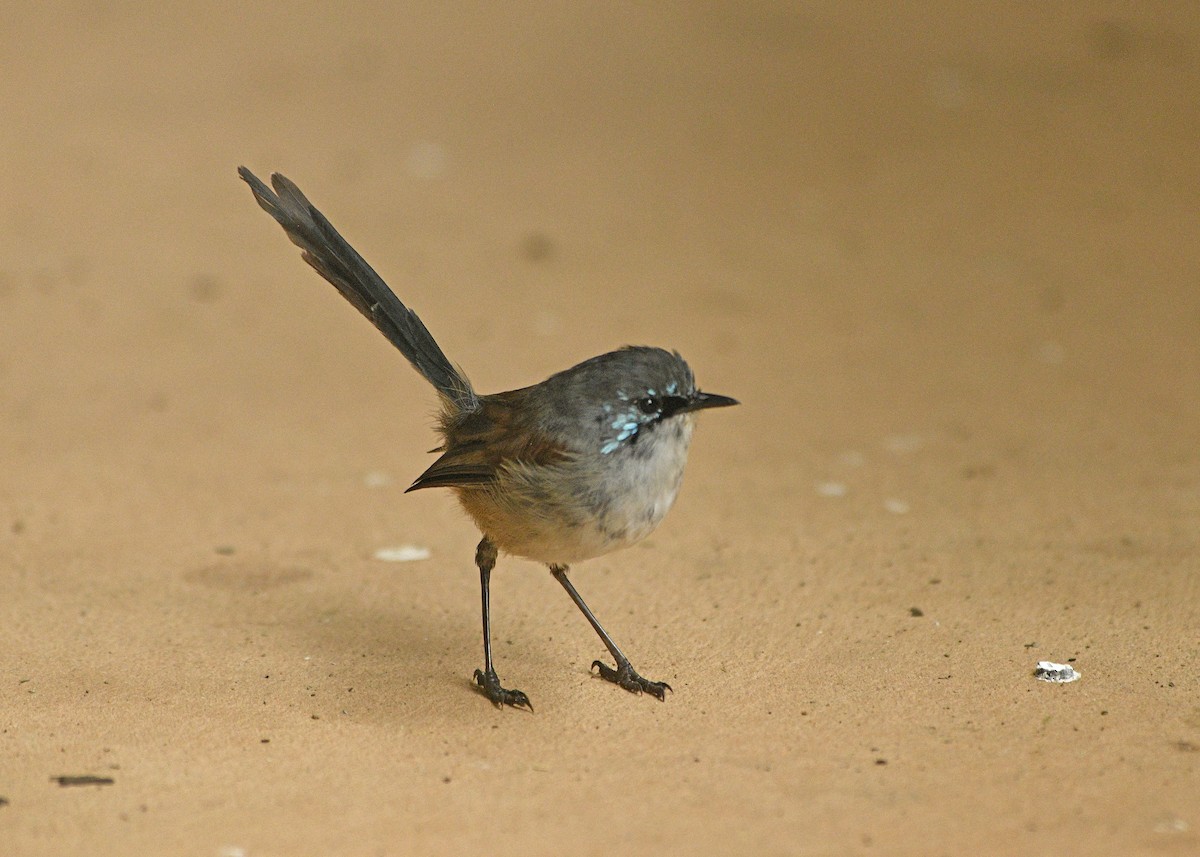 Red-winged Fairywren - ML630438070