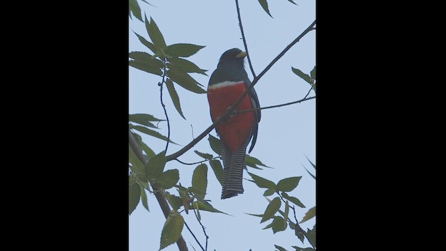 Collared Trogon (Xalapa) - ML630438483