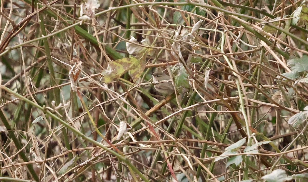 Common Chiffchaff (Siberian) - ML630438563
