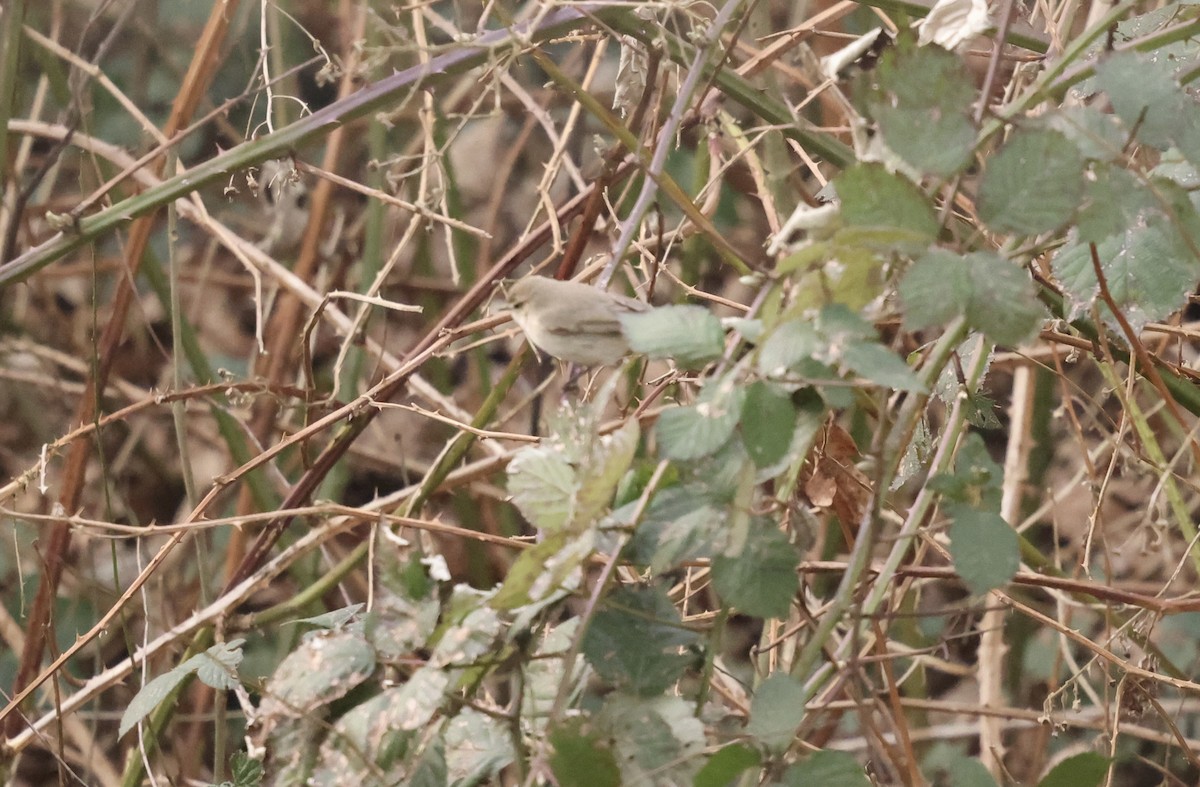 Common Chiffchaff (Siberian) - ML630438564