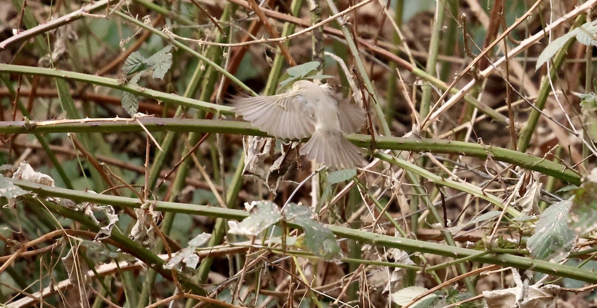 Common Chiffchaff (Siberian) - ML630438566