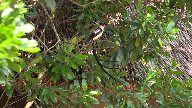 Pin-tailed Whydah - ML630438602