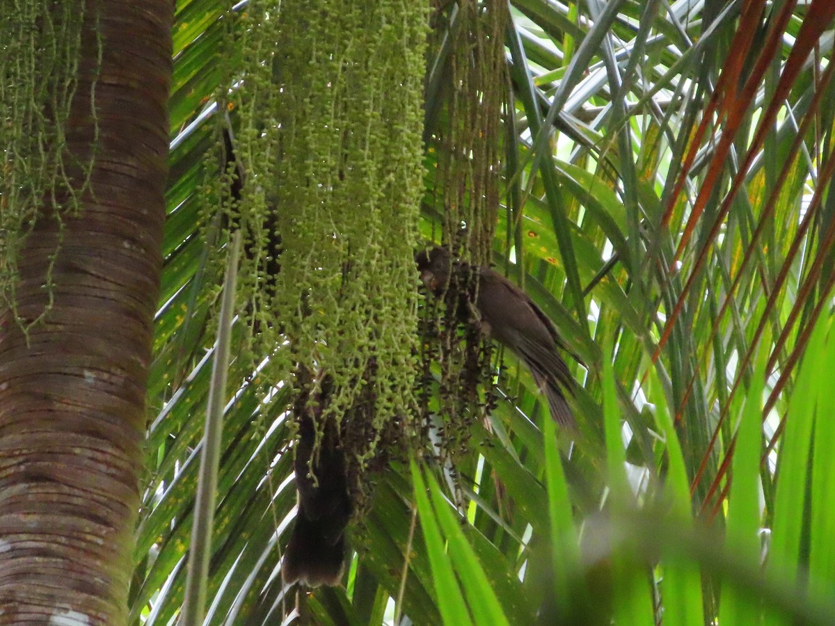 Seychelles Parrot - ML630438608