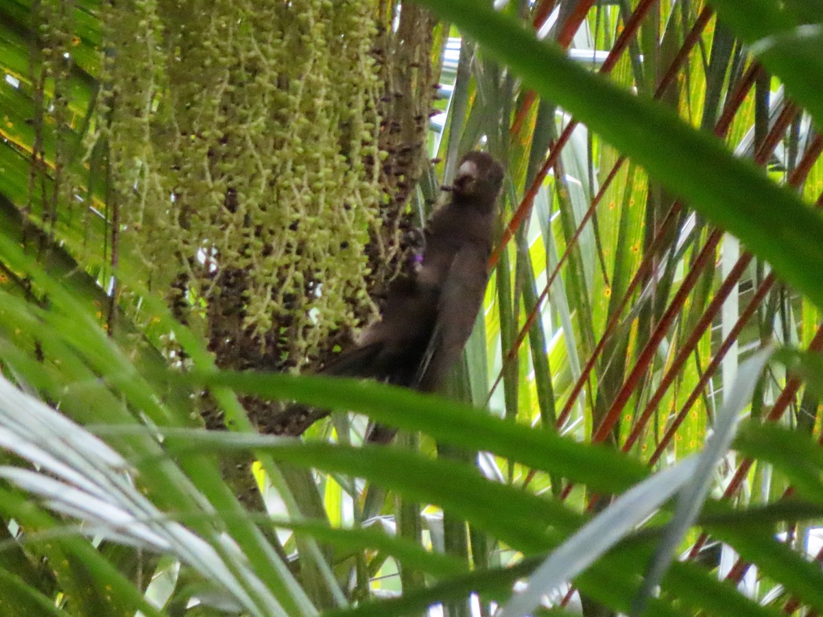 Seychelles Parrot - ML630438634