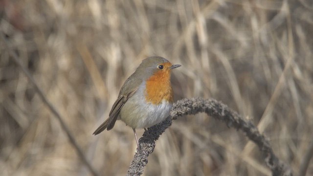 European Robin - ML630438667