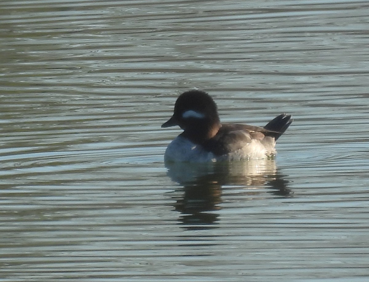 Bufflehead - ML630438670