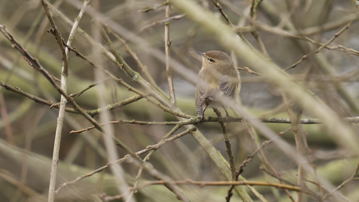Common Chiffchaff - ML630438768