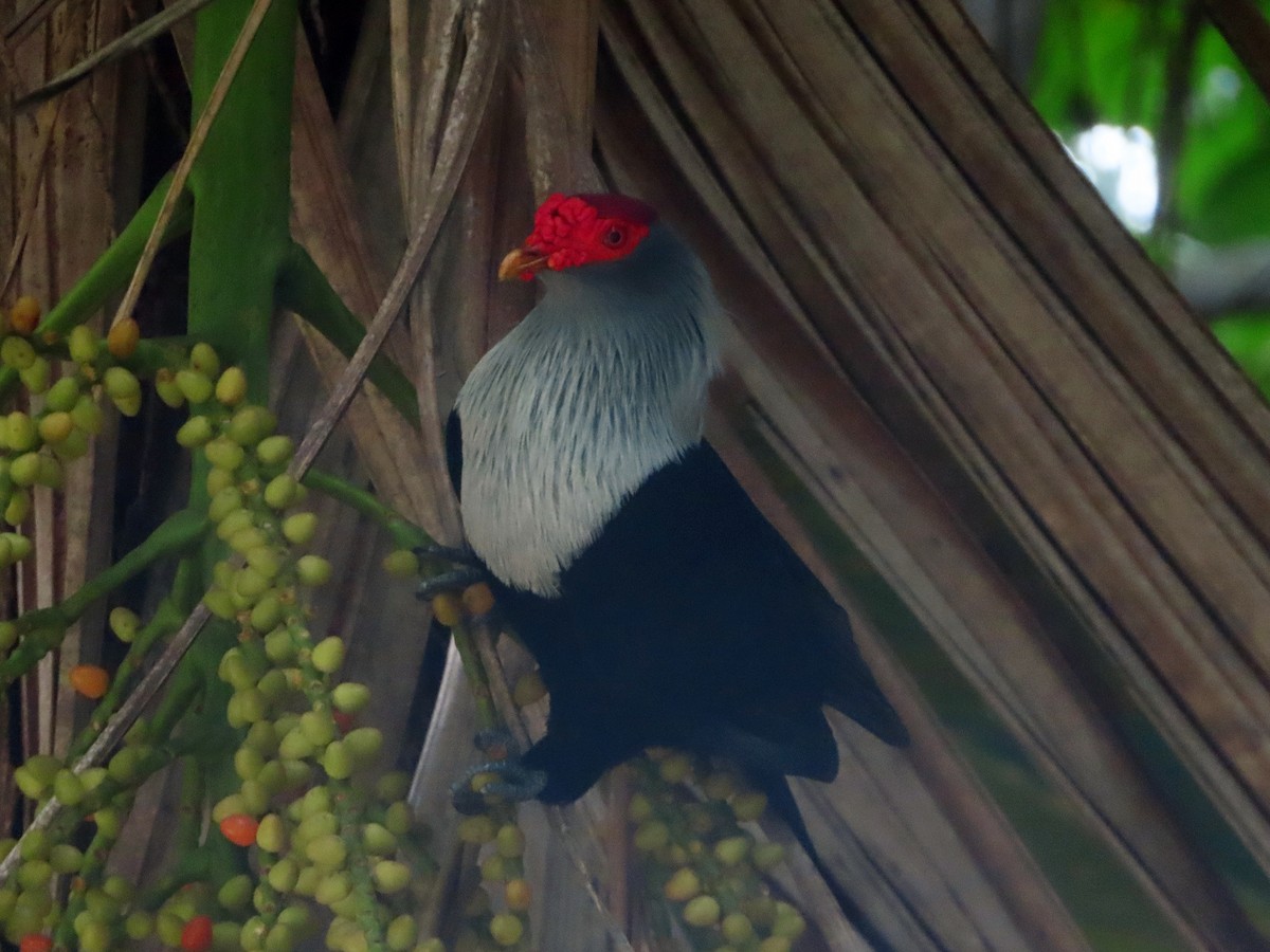 Seychelles Blue-Pigeon - ML630438782