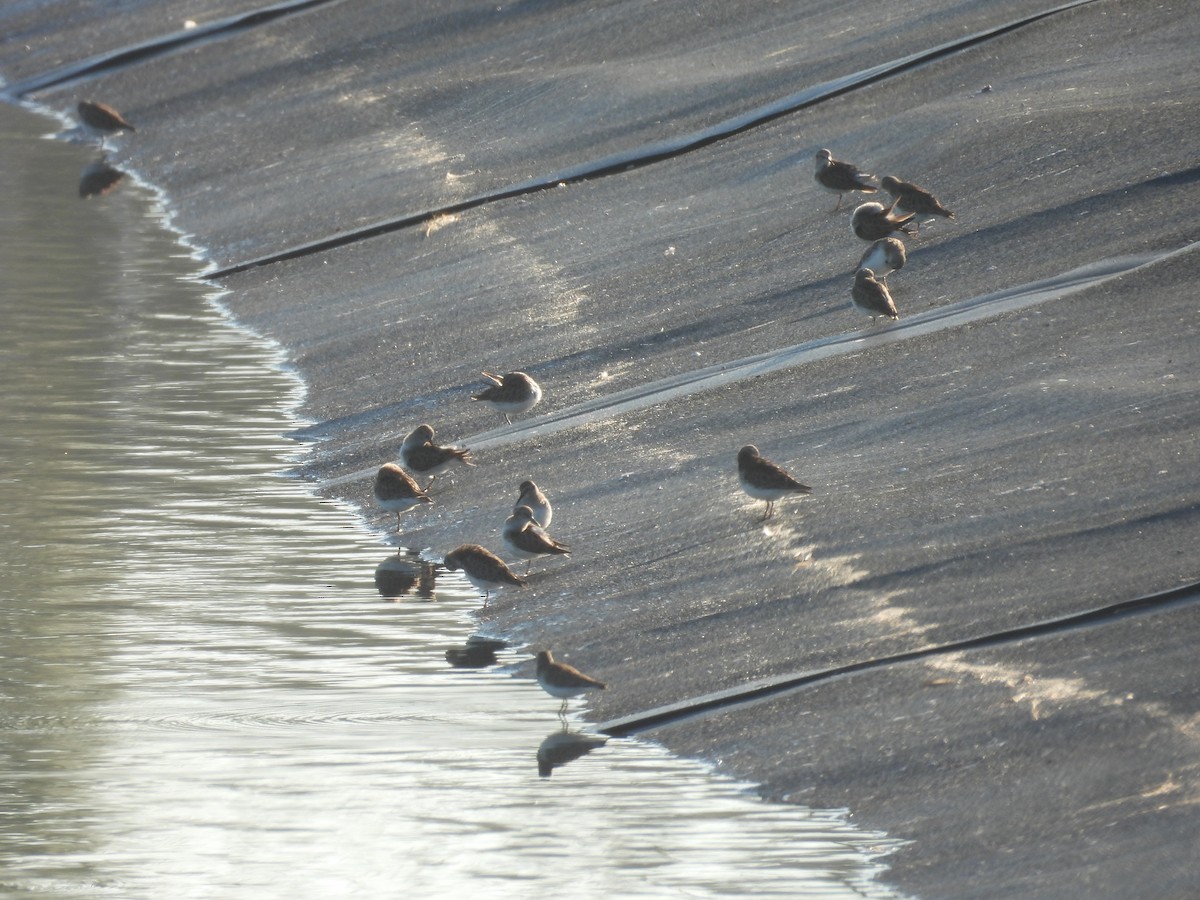 Least Sandpiper - ML630438783