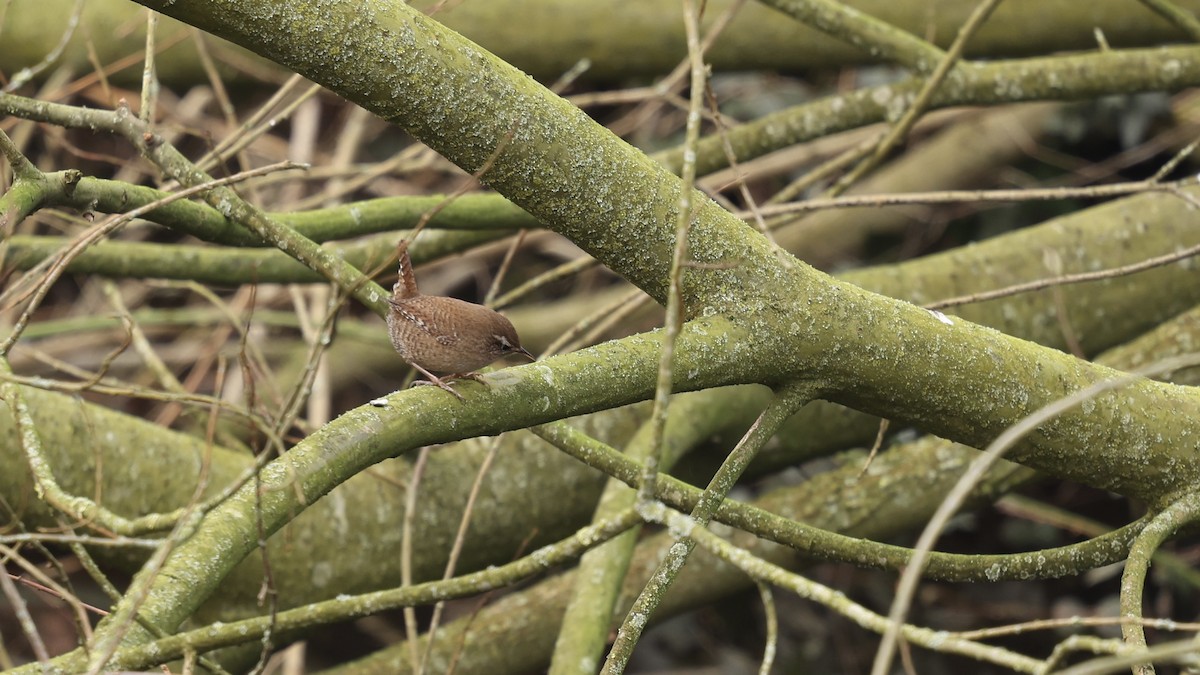 Eurasian Wren - ML630438837