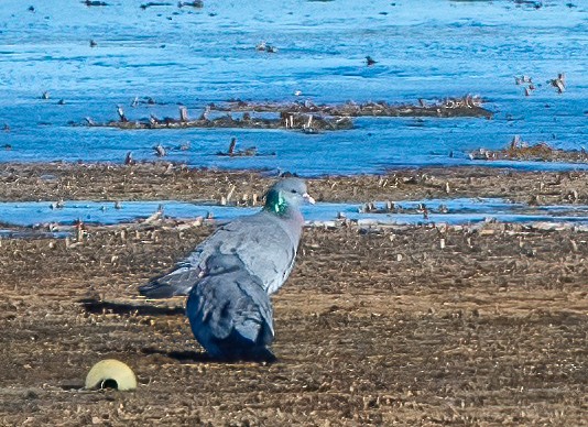 Хүнхэл тагтаа - ML630439054