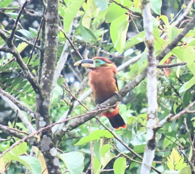 Gould's Toucanet - ML630439060