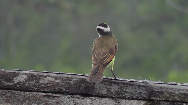 Bienteveo Común - ML630439113