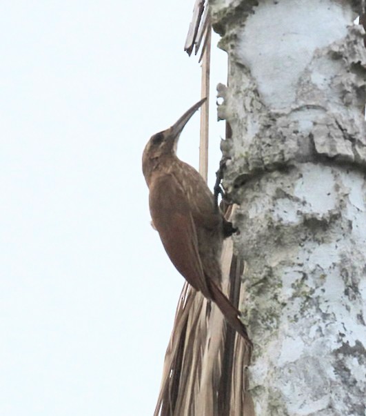 Moustached Woodcreeper - ML630439202