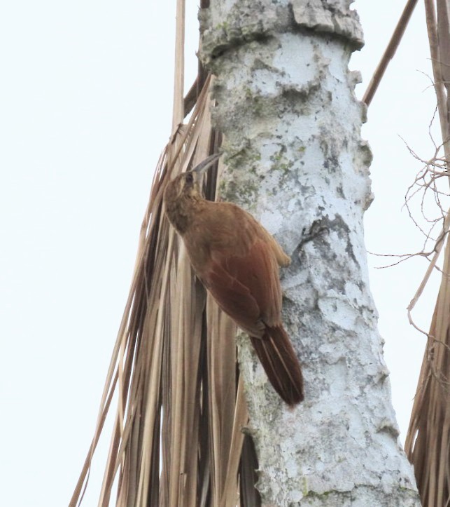 Moustached Woodcreeper - ML630439203