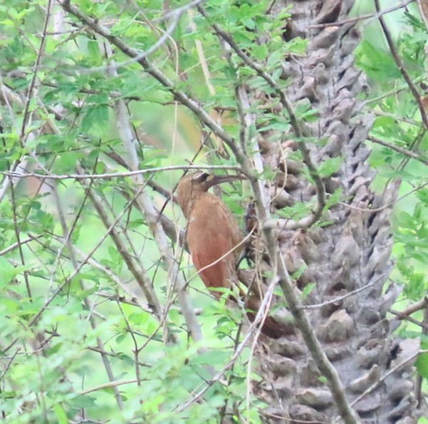 Moustached Woodcreeper - ML630439204