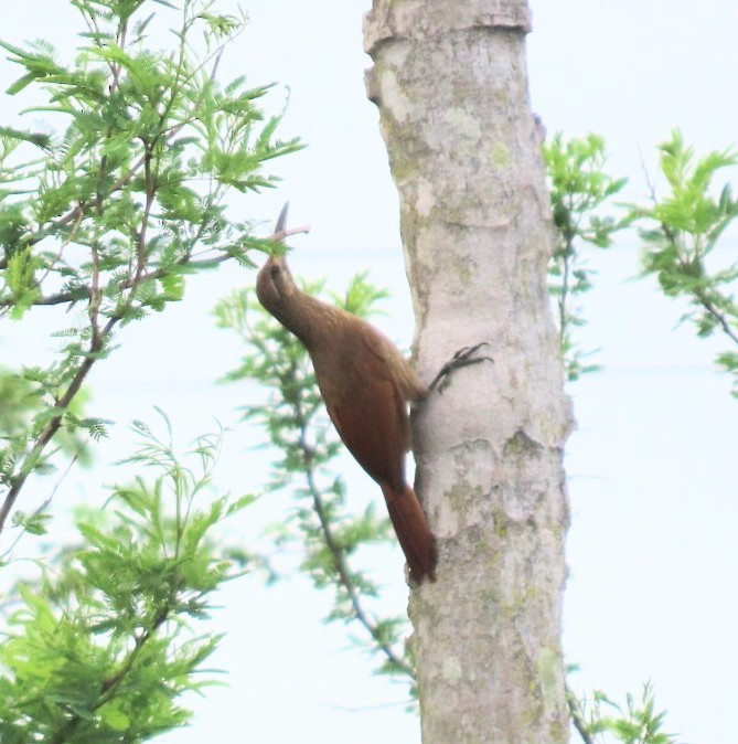 Moustached Woodcreeper - ML630439205