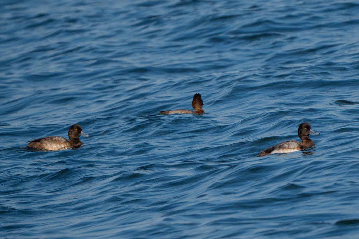 Lesser Scaup - ML630439214