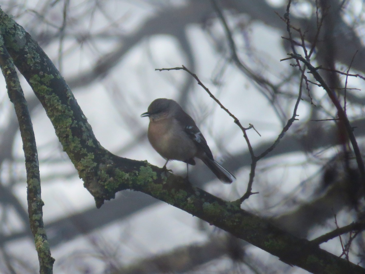 Northern Mockingbird - ML630439221