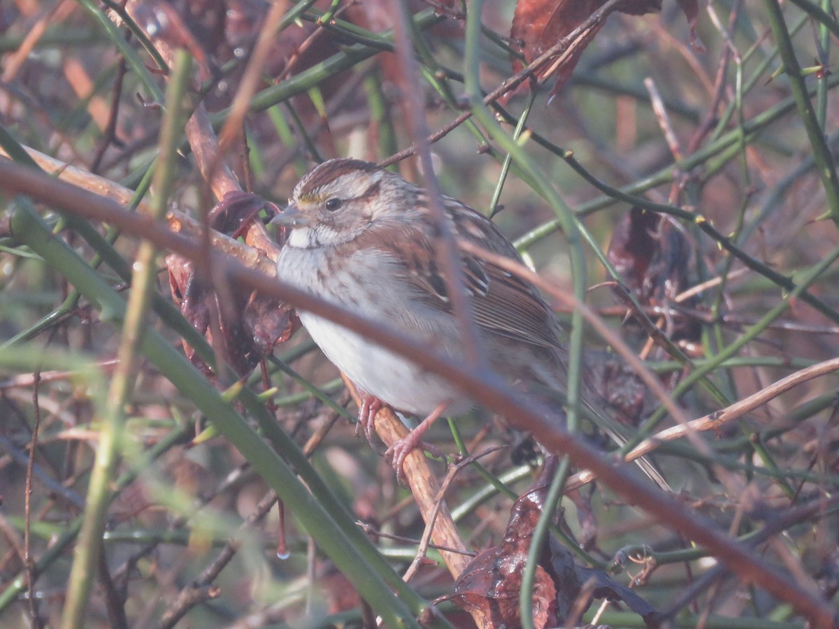 White-throated Sparrow - ML630439224