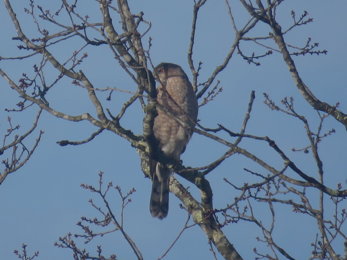 Cooper's Hawk - ML630439230