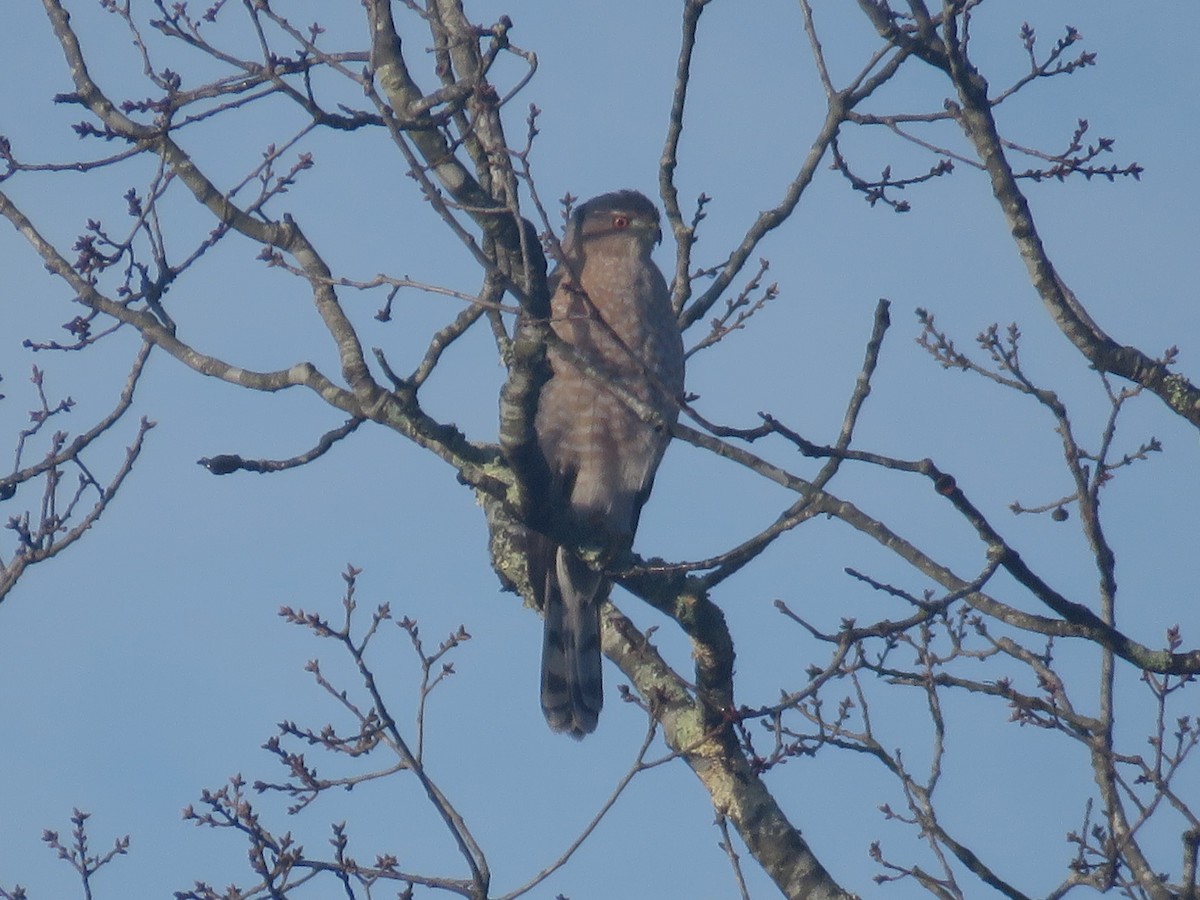 Cooper's Hawk - ML630439231