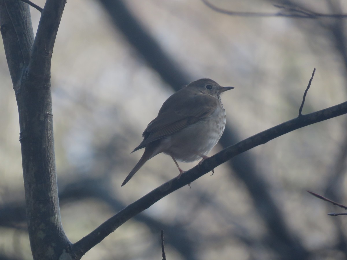 Hermit Thrush - ML630439242