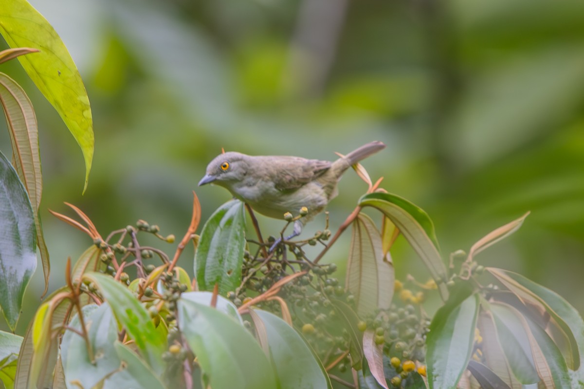 Black-faced Dacnis - ML630439246