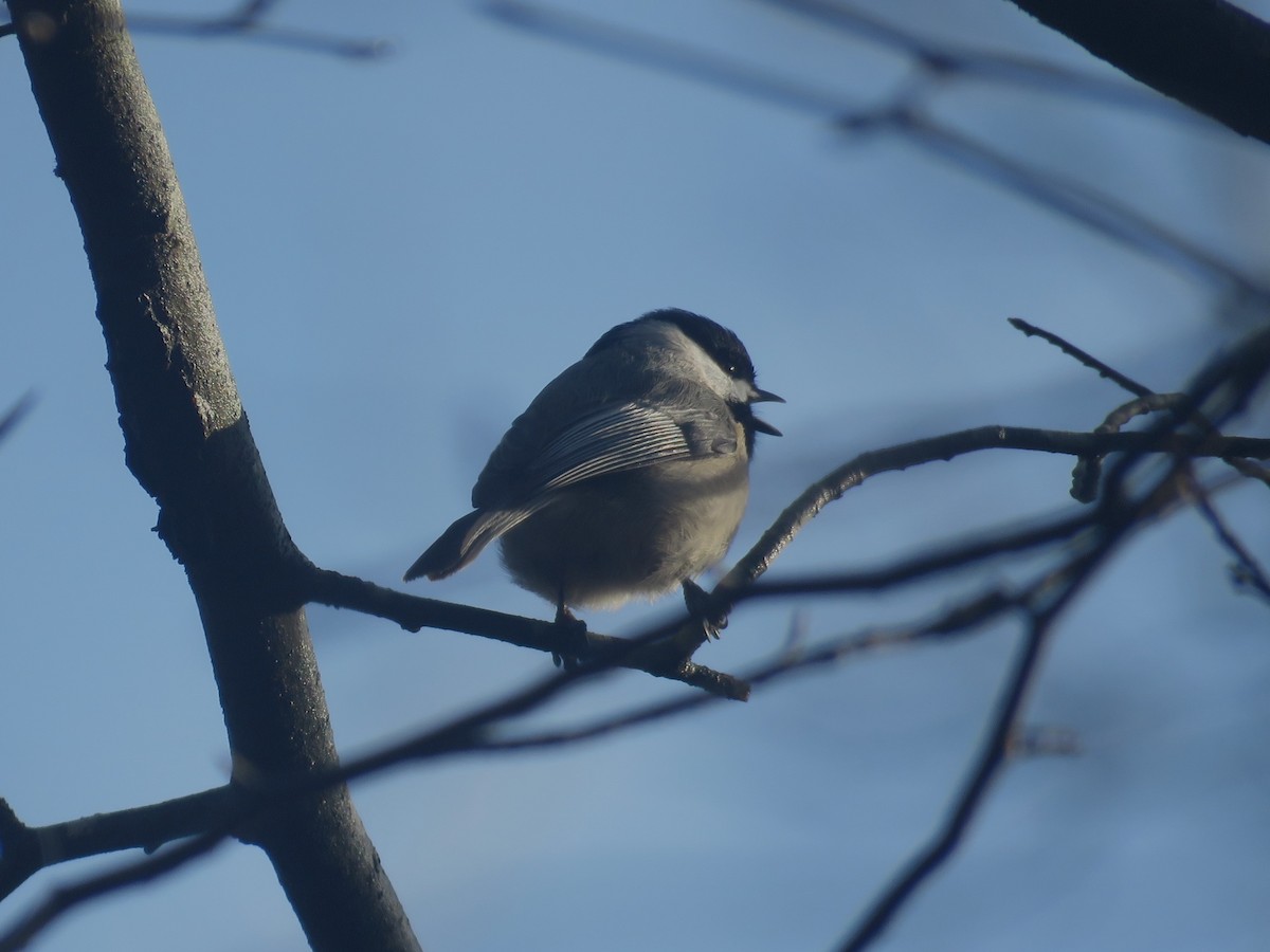 Carolina Chickadee - ML630439247