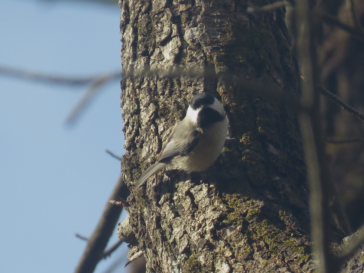 Carolina Chickadee - ML630439248
