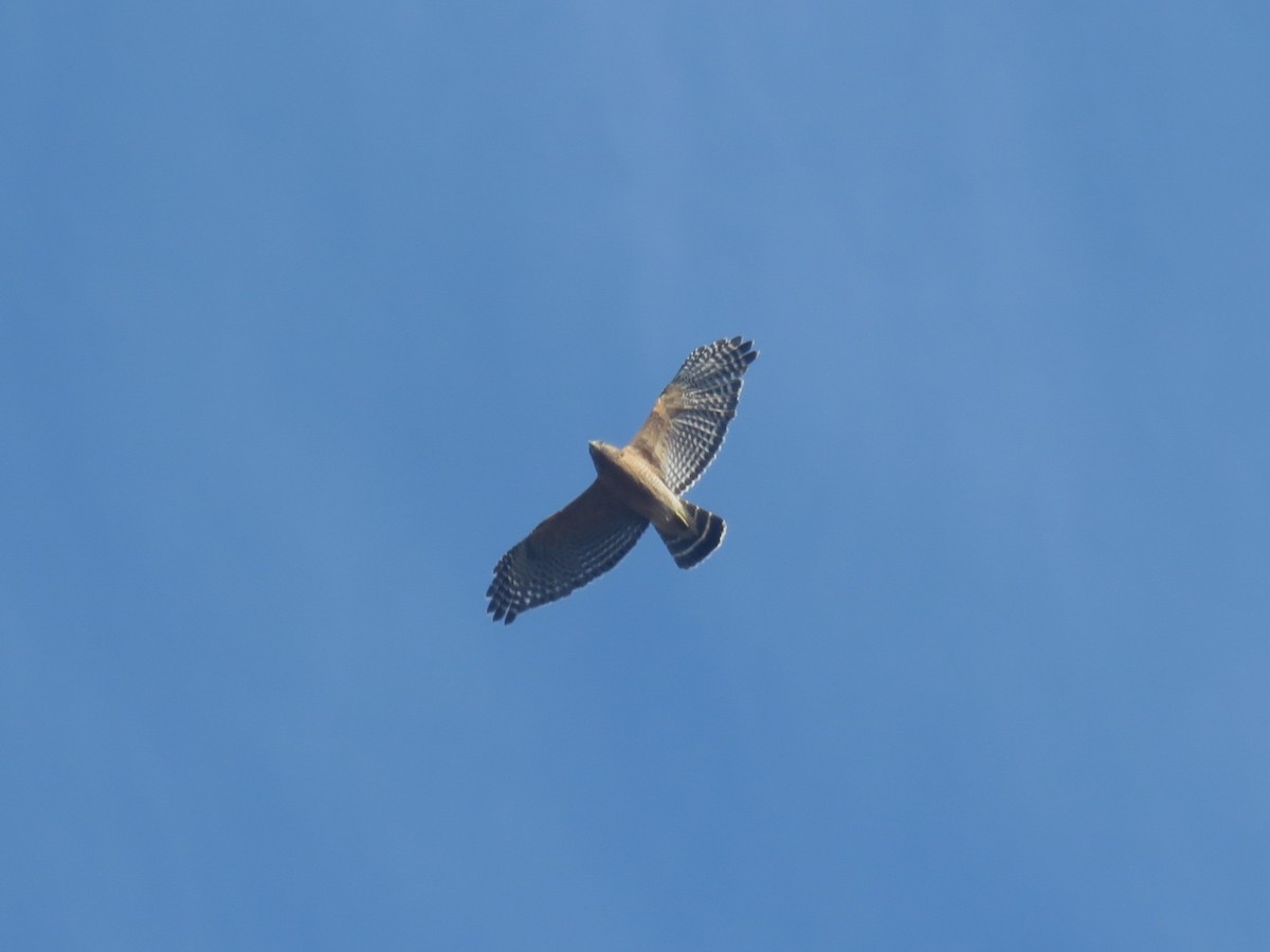 Red-shouldered Hawk - ML630439250
