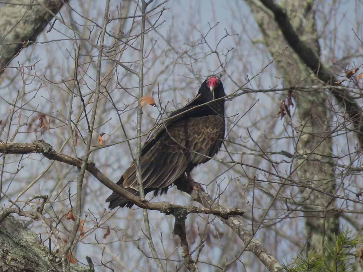 Turkey Vulture - ML630439263