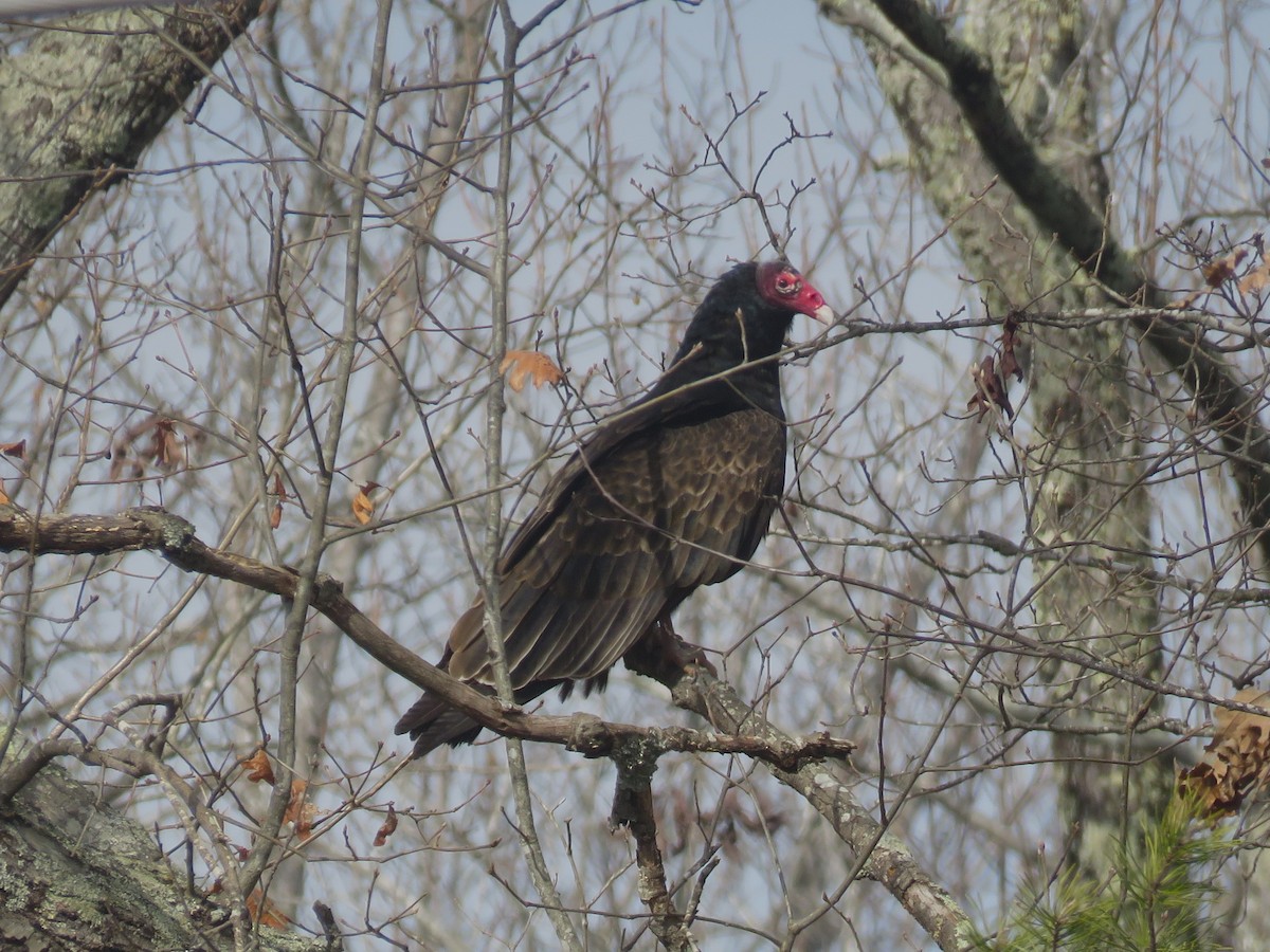 Turkey Vulture - ML630439264