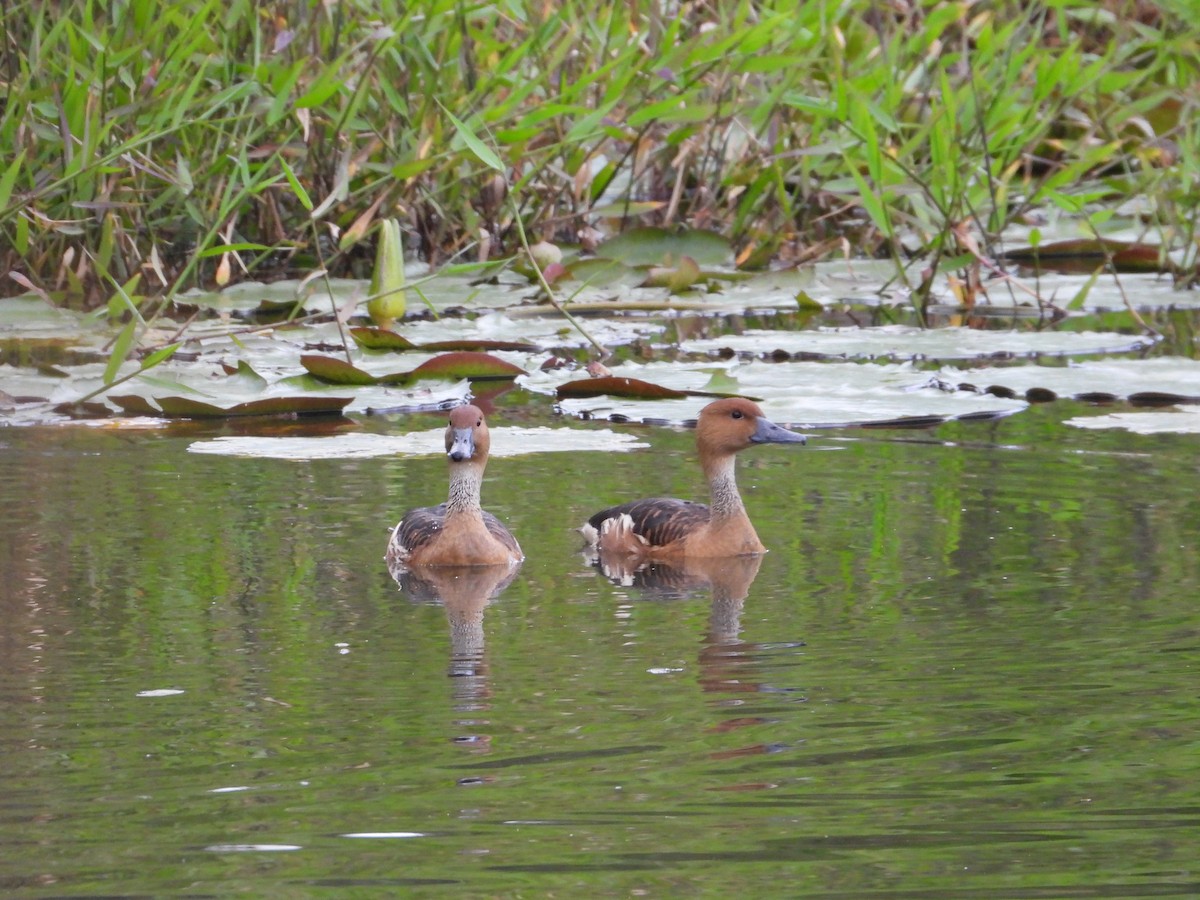 Fulvous Whistling-Duck - ML630439284
