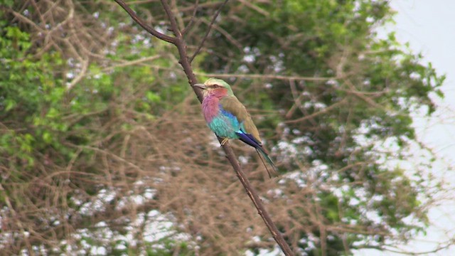 Lilac-breasted Roller - ML630439408