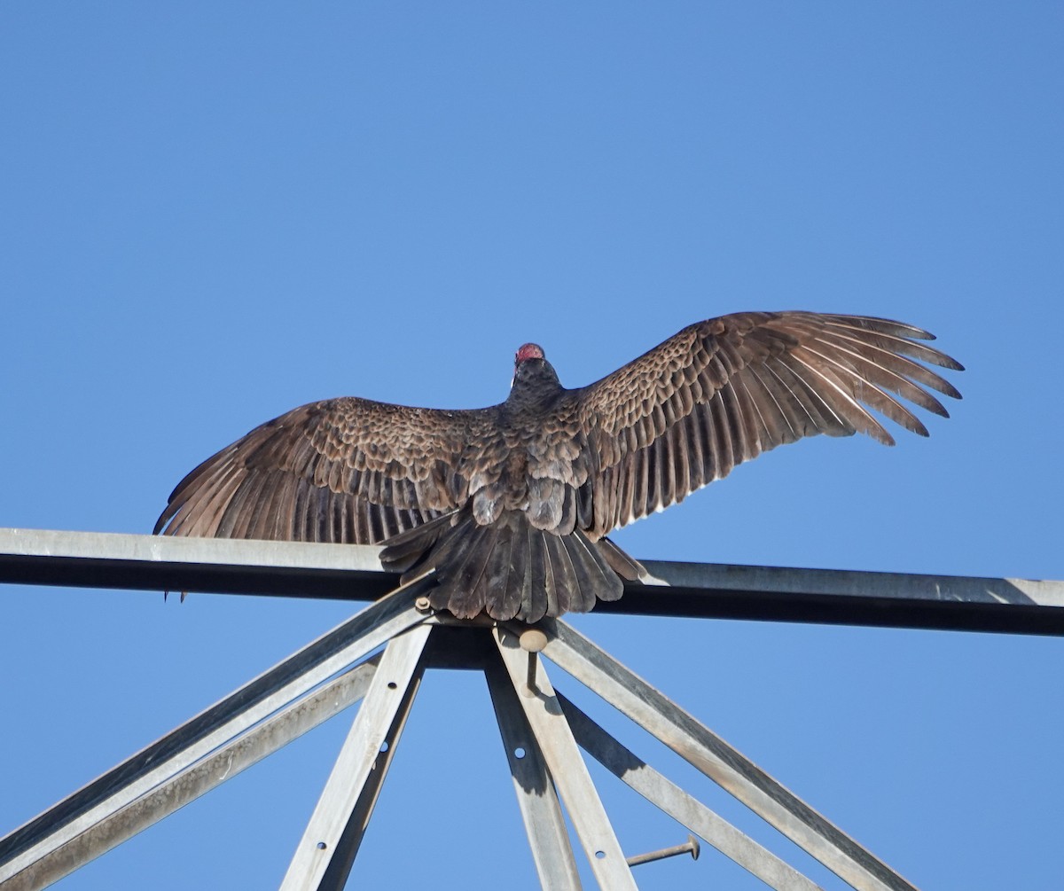 Turkey Vulture - ML630439489