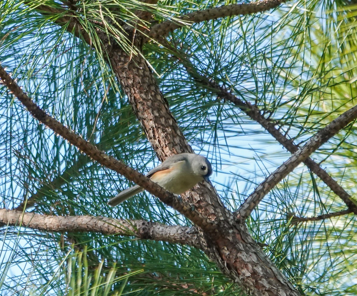 Tufted Titmouse - ML630439498